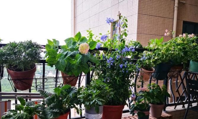 家里阳台适合种什么花（打造属于自己的小花园）