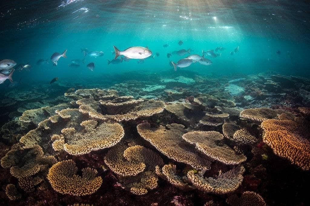 “穿越大堡礁：海底探险家段元诚的壮美之旅”