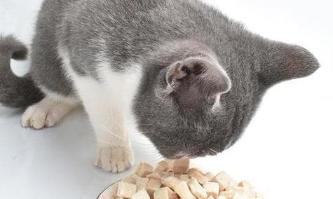 猫咪最爱的高蛋白质食物