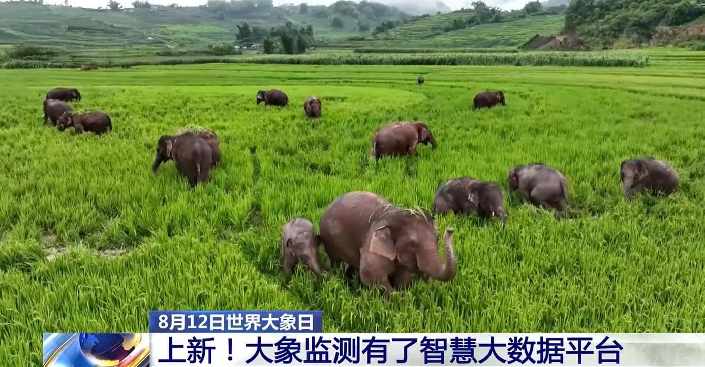 世界大象日丨完成一次野象预警总共分几步？科技助力野生动物保护