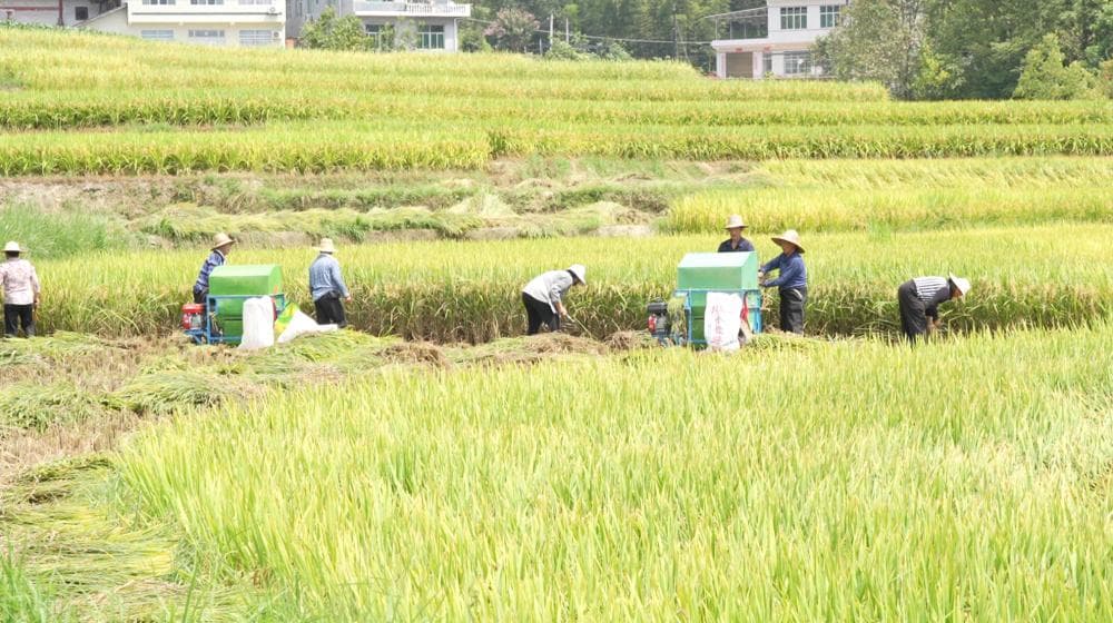 凤堰梯田入选世界灌溉工程遗产，打造生态博物馆