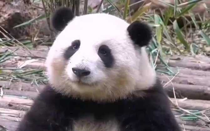 大熊猫的生活习性：从栖息环境到繁殖特点的全面解析