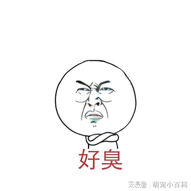 猫主子优雅，猫奴们抓狂？教你秒杀猫屎臭气的绝招