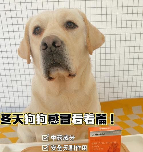 提升狗狗免疫力的关键饮食建议（狗狗免疫力低下时要注意的饮食和补充物）