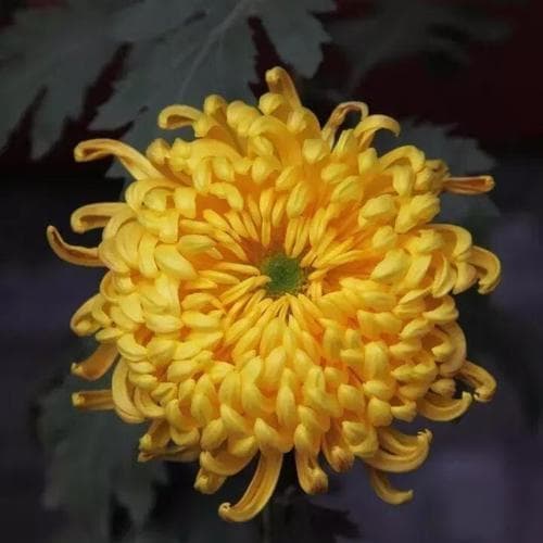 花中四君子：富贵花、牡丹、月季与菊花的文化内涵