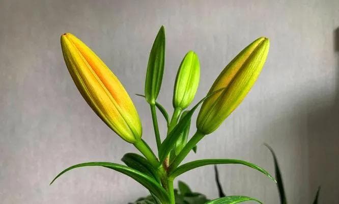 百合花的生长特性及种植要点（探究百合花一年一种的真相，揭开百合花生长之谜）