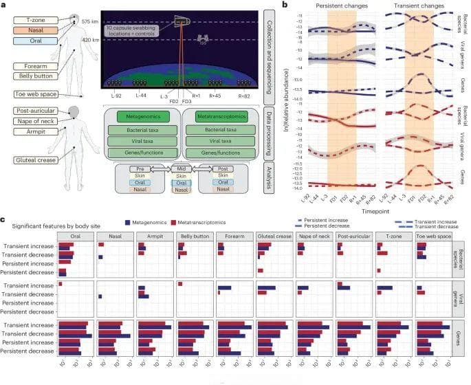 Nature子刊：首次揭示太空飞行对人体微生物群和免疫系统的影响
