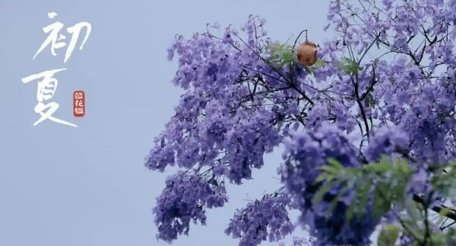 蓝楹花和蓝花楹区别在哪？蓝花楹和蓝楹花是一种花吗？