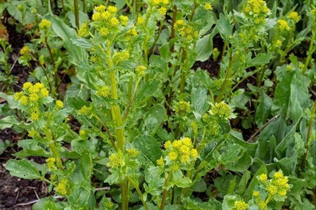 这 6 样自带天然“青霉素”的野生菜，遇到别手软！建议了解