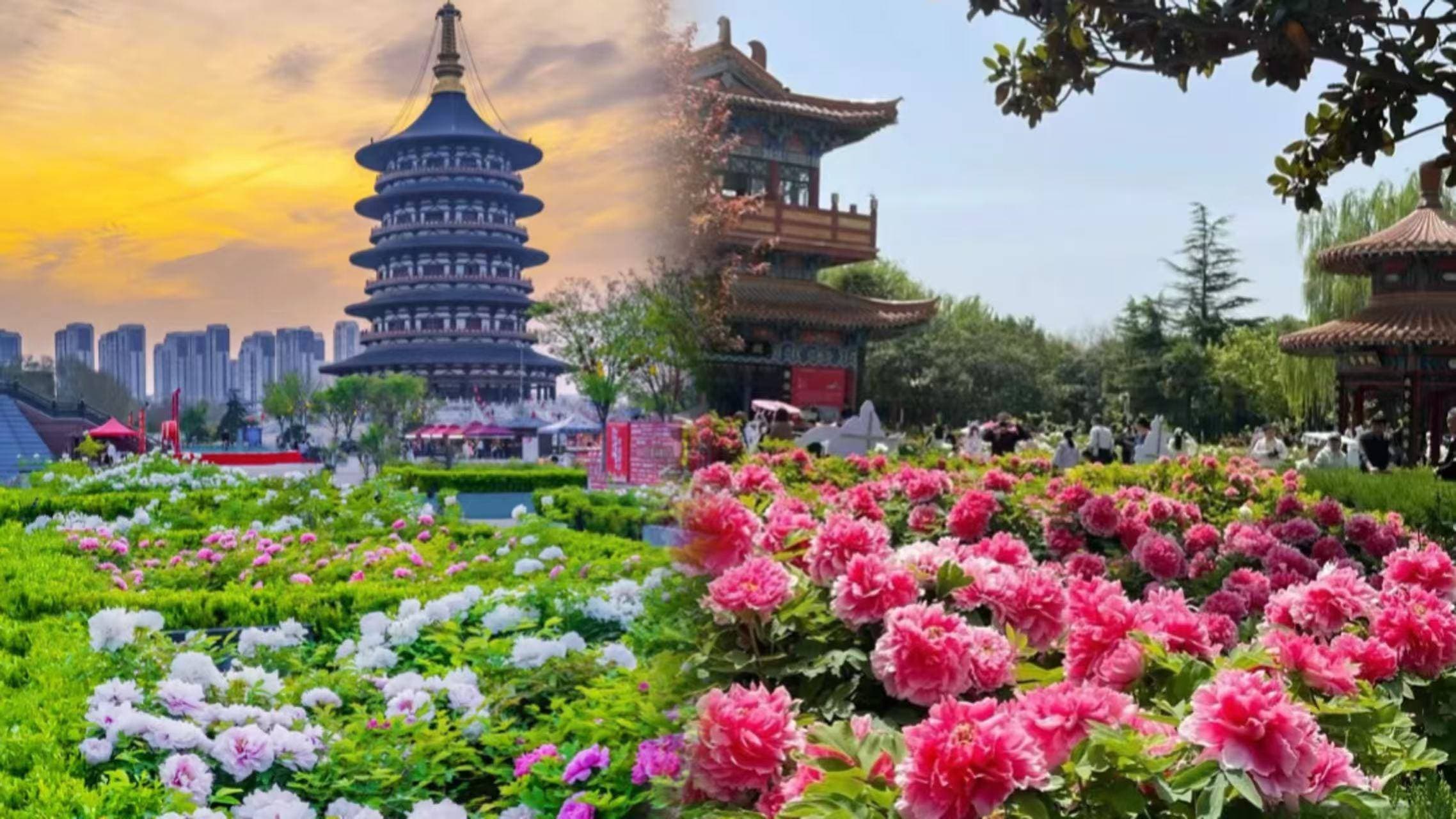 洛阳牡丹全攻略：最佳旅游时间+河南远胜游必打卡路线