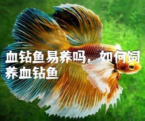 血钻鱼易养吗，如何饲养血钻鱼