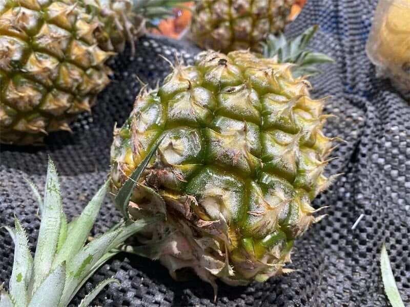 常吃菠萝，5大好处不请自来！它的营养价值虽丰富，但也有禁忌与副作用！