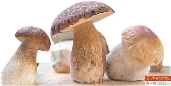 广东人爱吃的“山珍”来了，先看防毒指南