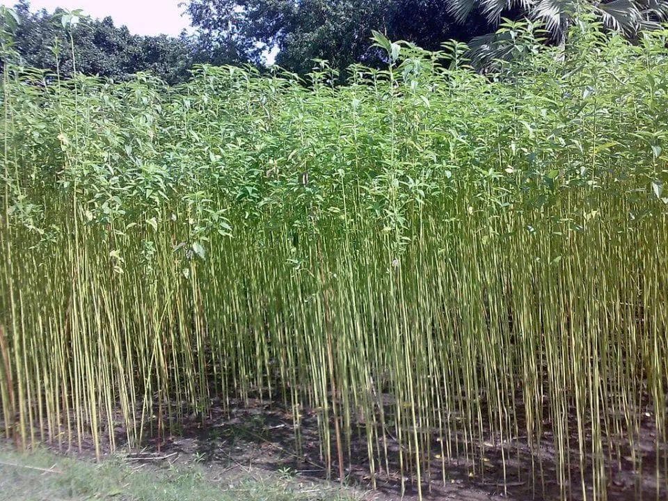 快被中国抛弃的农作物黄麻却被印度当宝，养活印度400多万人