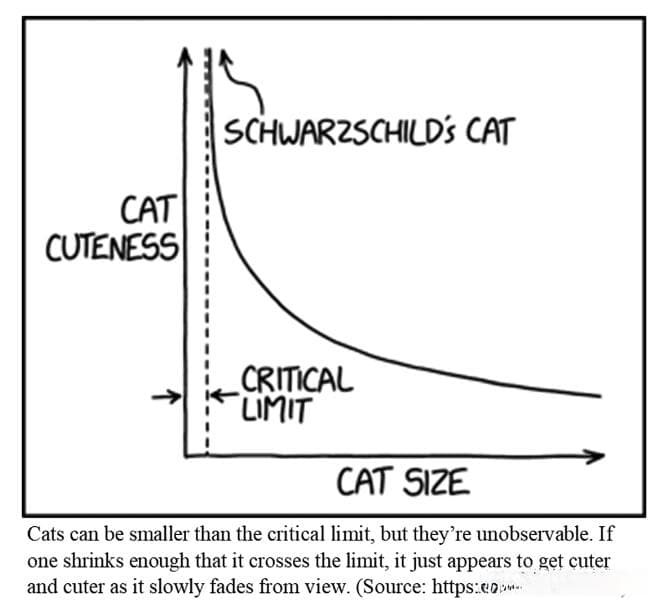 “猫猫运动方程”首次被科学家破解，登上《美国物理学杂志》