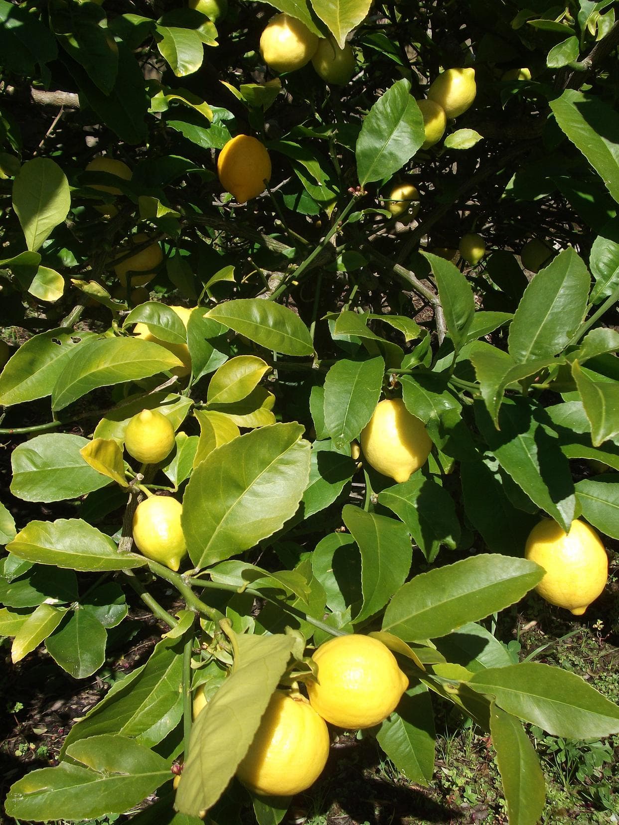 香水柠檬种植技术与管理，解锁清新果香的秘密？