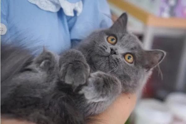 了解灰猫的性格特征和品种