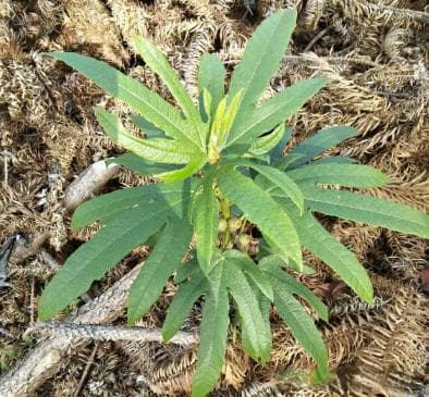 五指毛桃：一种药食同源的岭南常用草药