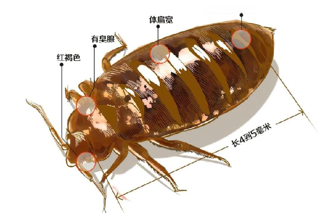 床虱危机席卷全球，我们在日常生活中应如何防范？