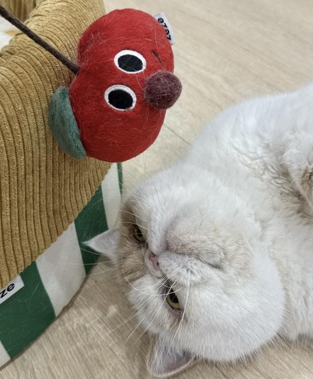 细致识别猫咪情绪，科学提升幸福感的全方位攻略