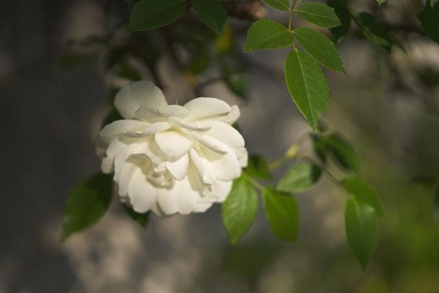 栀子花叶子发黄干枯之谜——挽救你的绿色伙伴