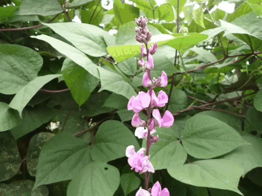 豆科植物：从根瘤菌到人类餐桌的重要植物家族