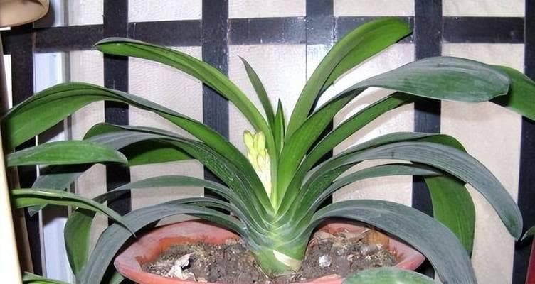 君子兰开花多又好看需要哪些条件？