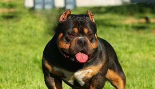 如何科学饲养恶霸犬（打造健康、友善的犬宠）