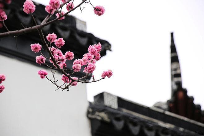 惊艳春日！学习七绝诗歌创作技巧，4首作品让你感受动人情怀