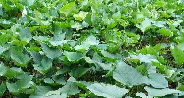 山芋种植全攻略：从时间到方法，这些事项你一定要知道