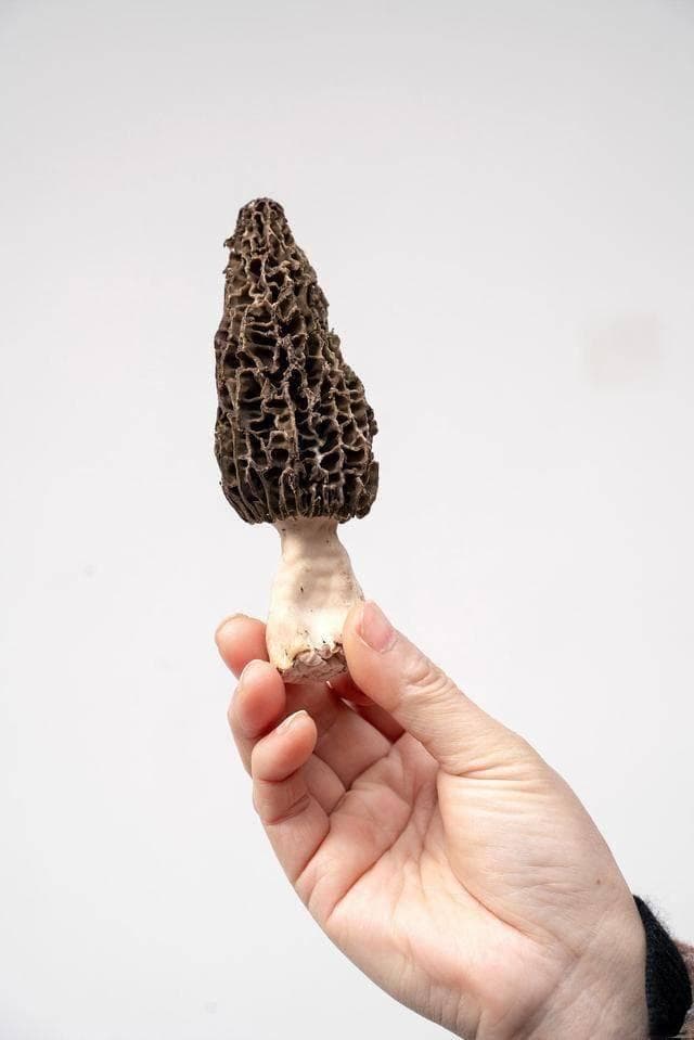 羊肚菌泡发的正确方法
