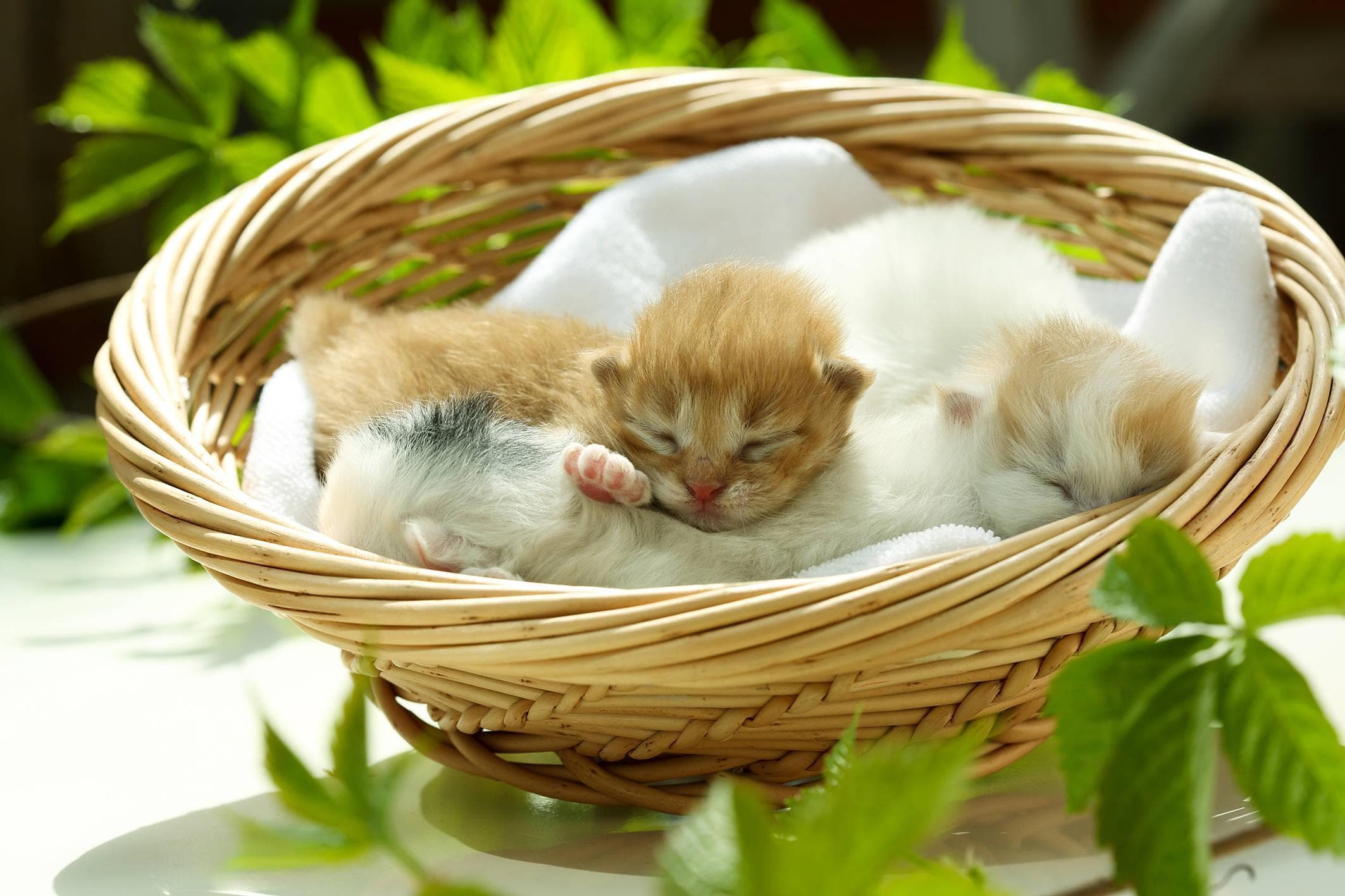 新手养猫最强攻略之日常护理篇