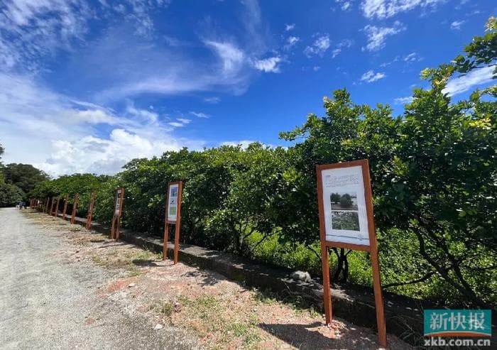 广州最大天然红树林：多方共建共治共享，打造绿美乡村典范