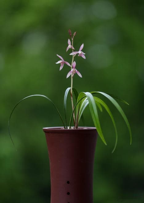 这样种植兰花不烂根！解决烂根问题，不仅在于浇水施肥