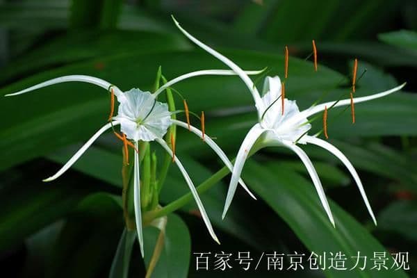 蜘蛛兰怎么养？如何种植蜘蛛兰