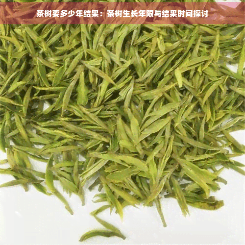 茶树要多少年结果：茶树生长年限与结果时间探讨