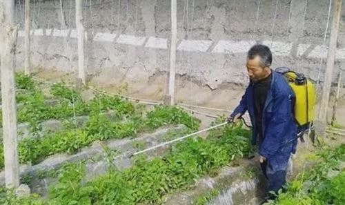 蔬菜打药三天能吃吗