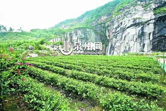 自筹资金整治废弃矿山 “癞头山”变成公园茶园