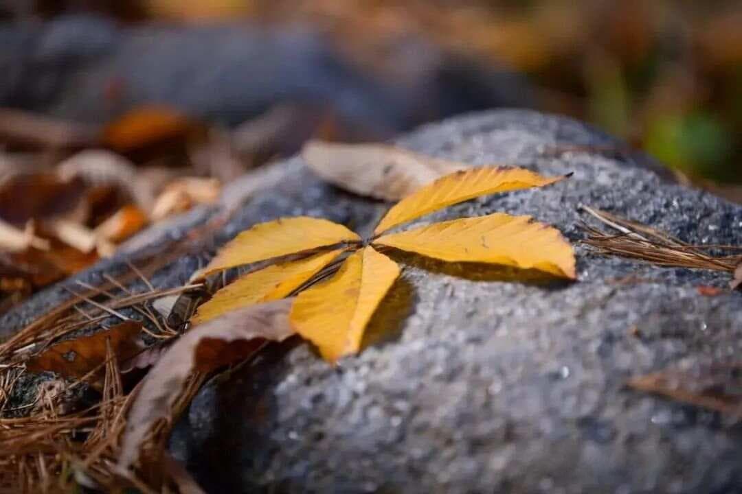 秋天最有名的十首诗词，最后一首被称为“秋思之祖”，您会背吗？