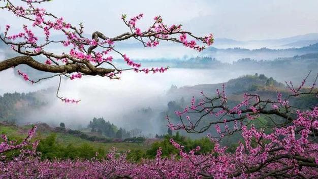 桃花是春天的什么？桃花是春天的象征!