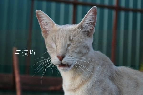 猫咪怎么发腮？揭开猫咪发腮的秘密与技巧