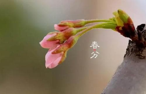 春分竖蛋的由来与技巧：一个流传4000年的传统习俗