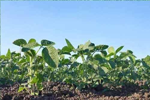大豆种植过程中施肥需要掌握的一些要点