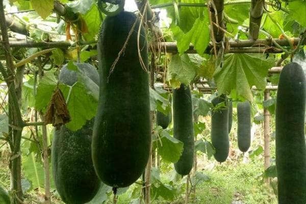 冬瓜几月种植最好？从播种到采收的全程管理技术