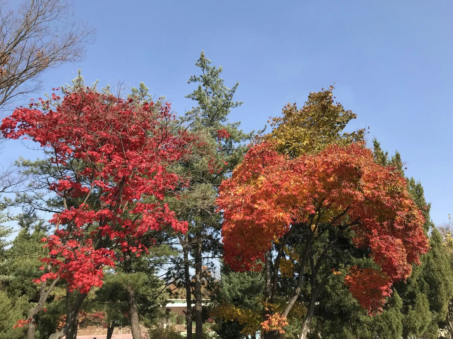 石家庄植物园秋叶树，让你的院子更美