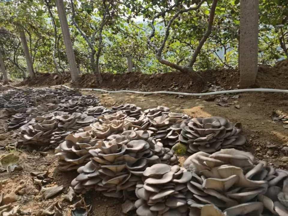 猕猴桃树下种蘑菇，一亩地能产3万斤！北宅发展林下经济让闲置地生金