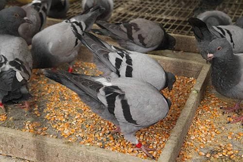 从喂食次数到食槽清洁：科学养鸽全攻略