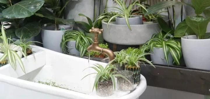 增加室内植物湿度的9种绝佳方法