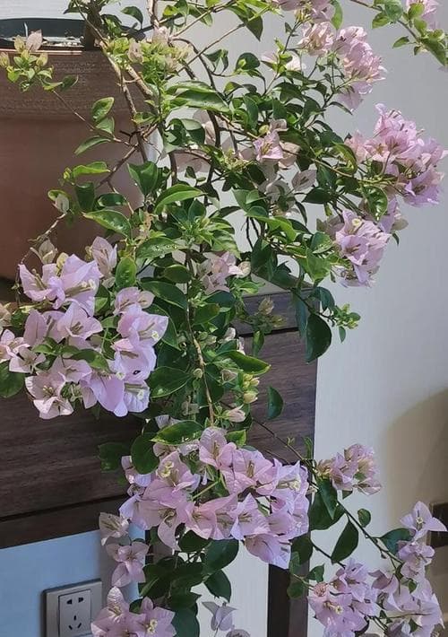 三角梅的家庭养法（打造一盆美丽的三角梅花盆，让你的家更有情调）