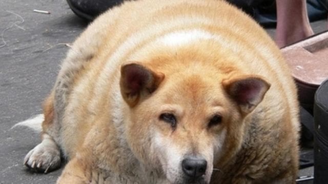 狗狗为什么会憋屎？全方位解析及解决方案
